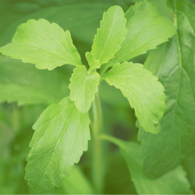 stevia rebaudiana