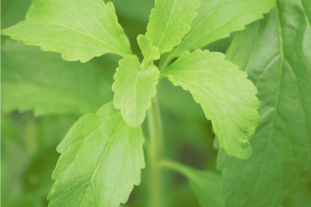 stevia rebaudiana