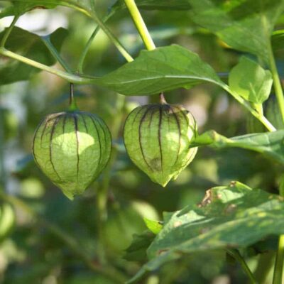 tomatillo coltivazione in orto