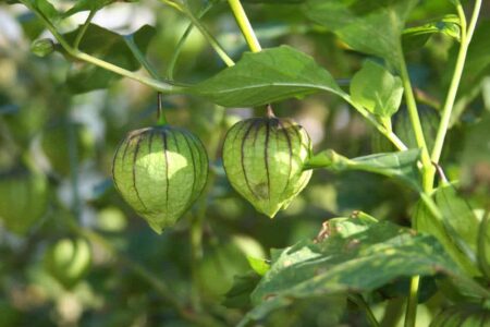 tomatillo coltivazione in orto