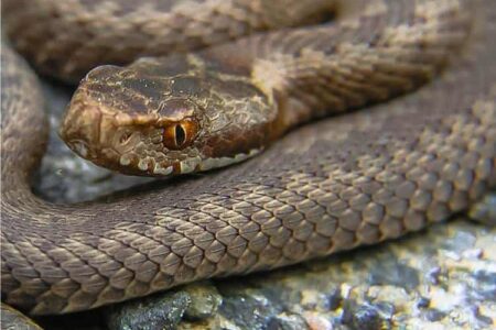 vipera velenosa