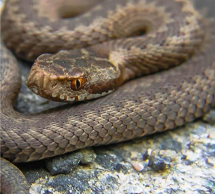 vipera velenosa