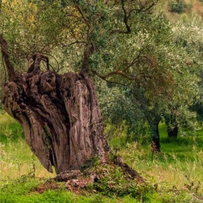 xylella fastidiosa