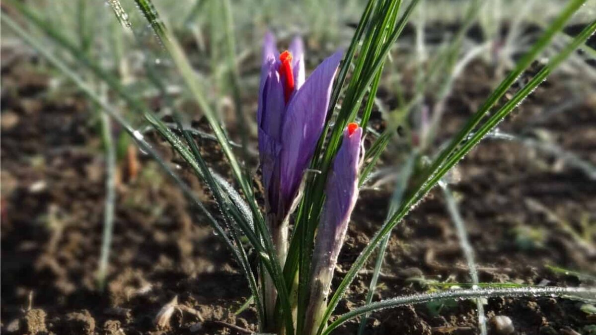 due fiori di zafferano