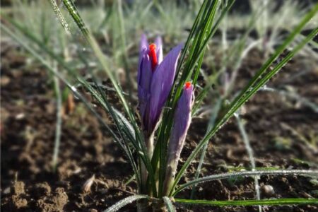 due fiori di zafferano