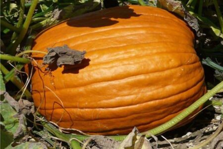 una zucca enorme di colore arancione