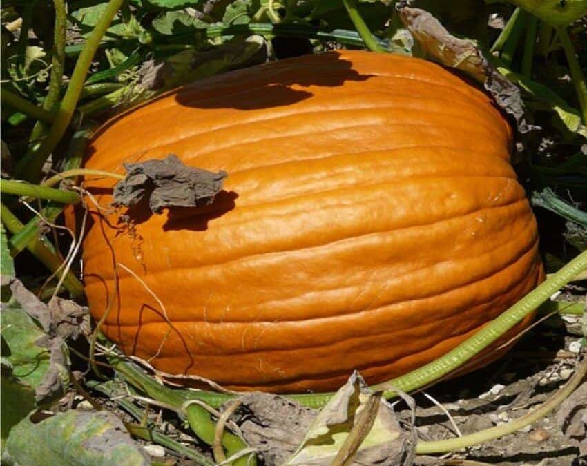 una zucca enorme di colore arancione