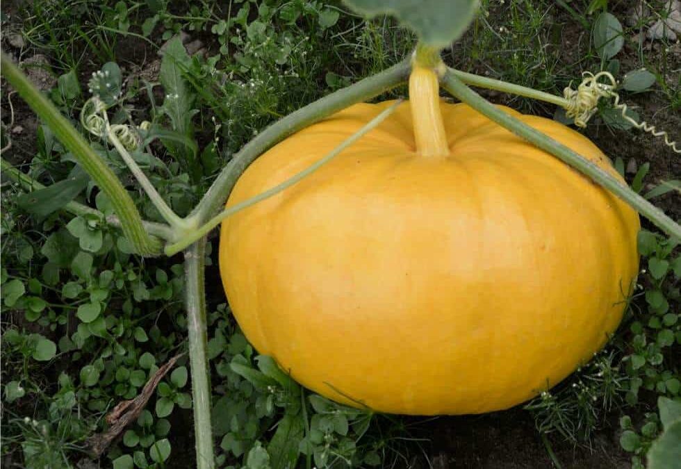 zucca in orto