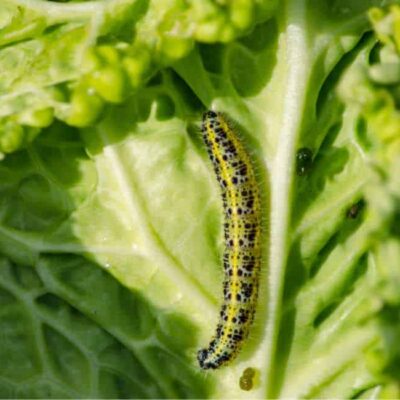 larva di cavolaia su foglia di verza