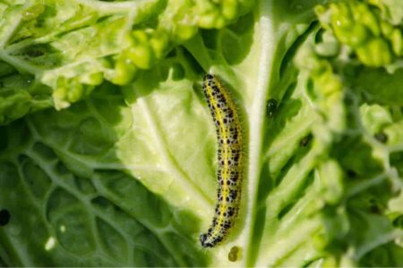 larva di cavolaia su foglia di verza