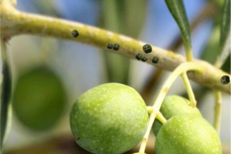 cocciniglia mezzo grano di pepe su olivo