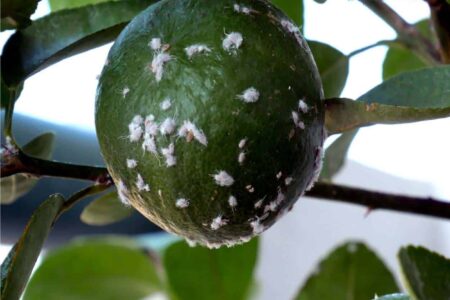 cocciniglia cotonosa