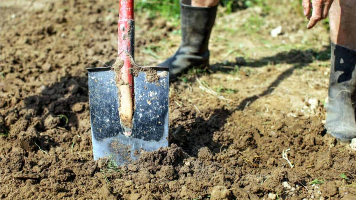 come vangare il terreno