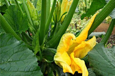 zucchine seminate con fiori