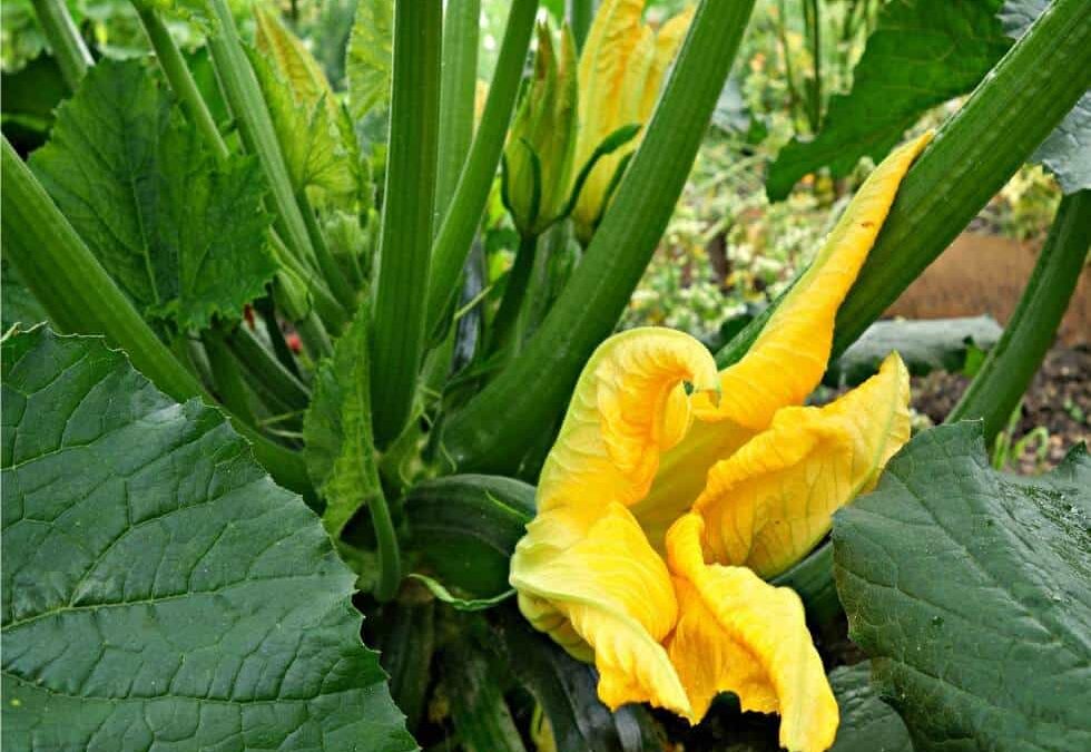 zucchine seminate con fiori