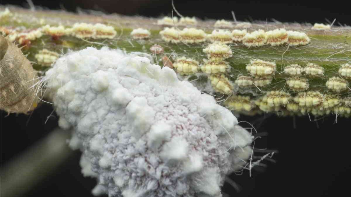 cocciniglia cotonello