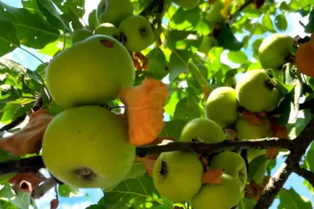 frutti a luglio