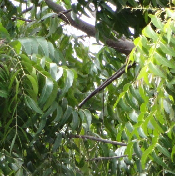 pianta di neem da cui si ricava insetticida naturale