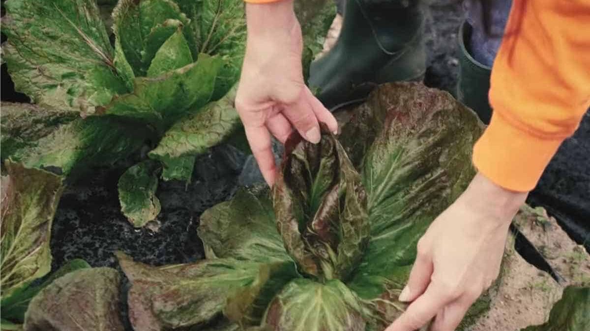 raccolta radicchio