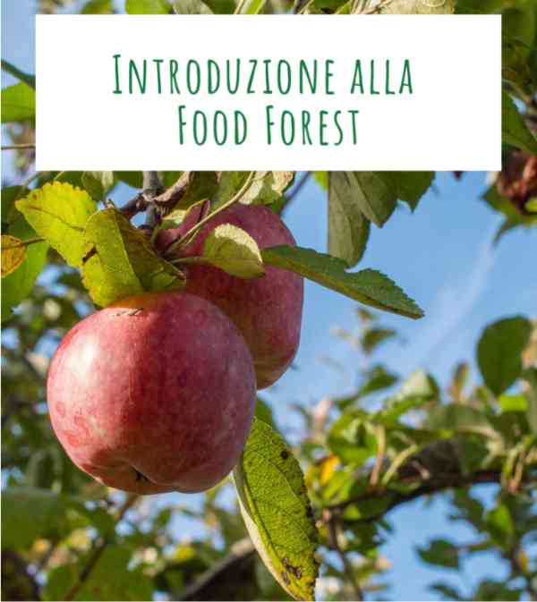 Introduzione alla Food Forest